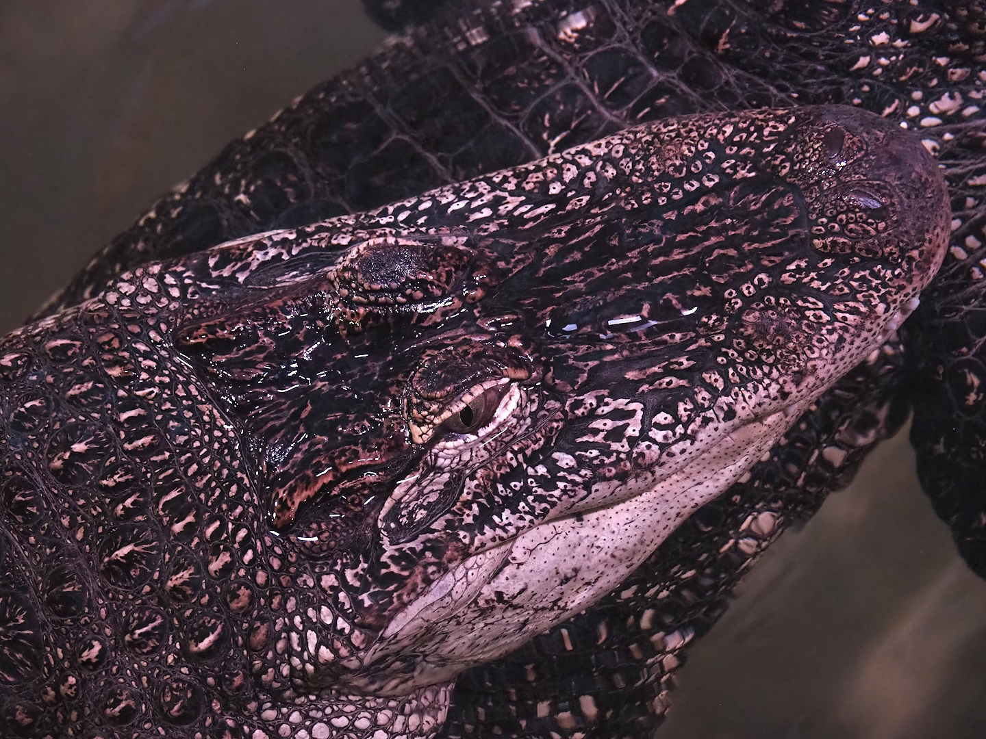 American alligator (Alligator mississippiensis), 2023-07-02