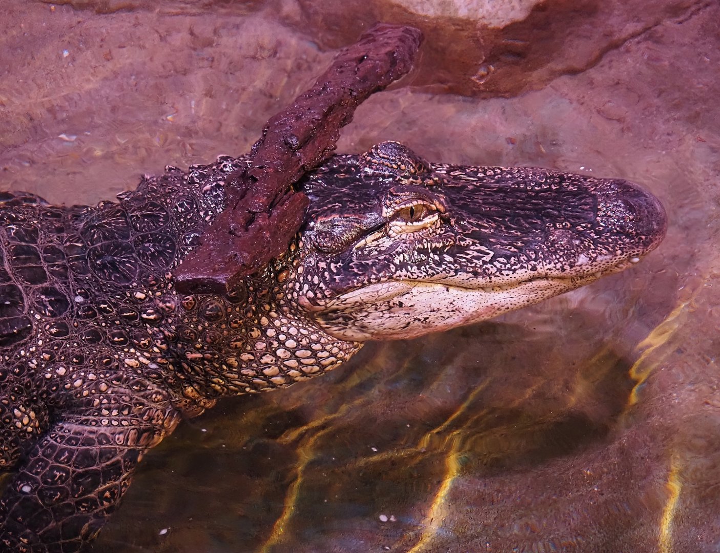 American alligator (Alligator mississippiensis), 2024-03-09