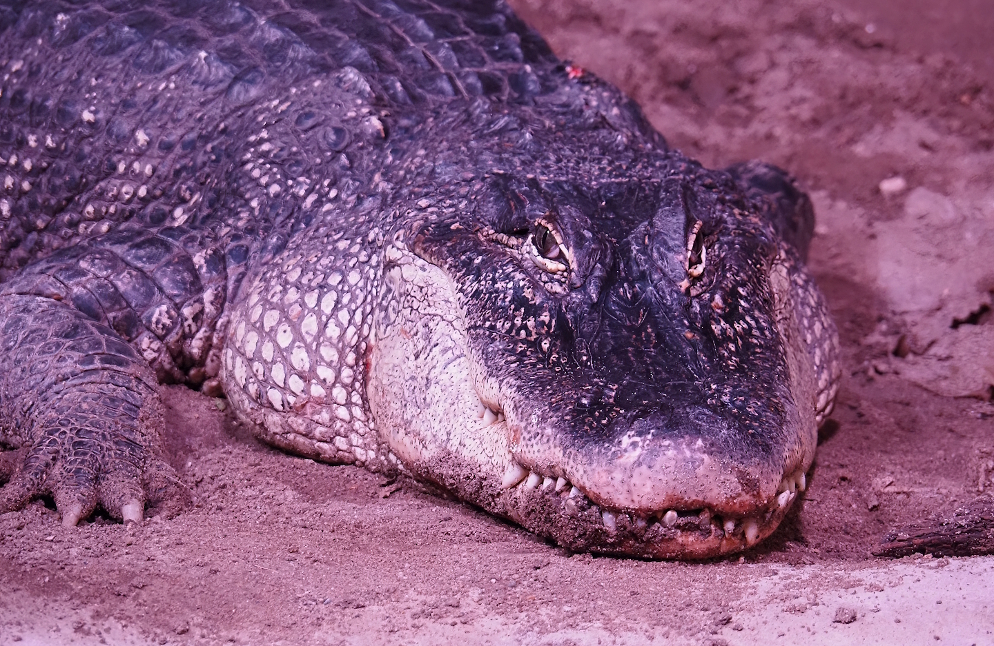 American alligator (Alligator mississippiensis), 2024-03-09