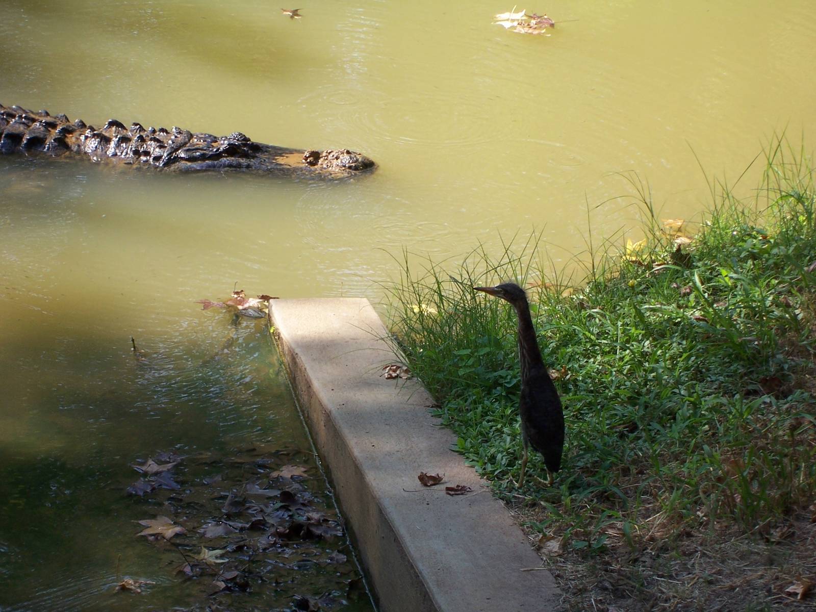 American Alligator (Alligator mississippiensis) and Green Heron (Butorides