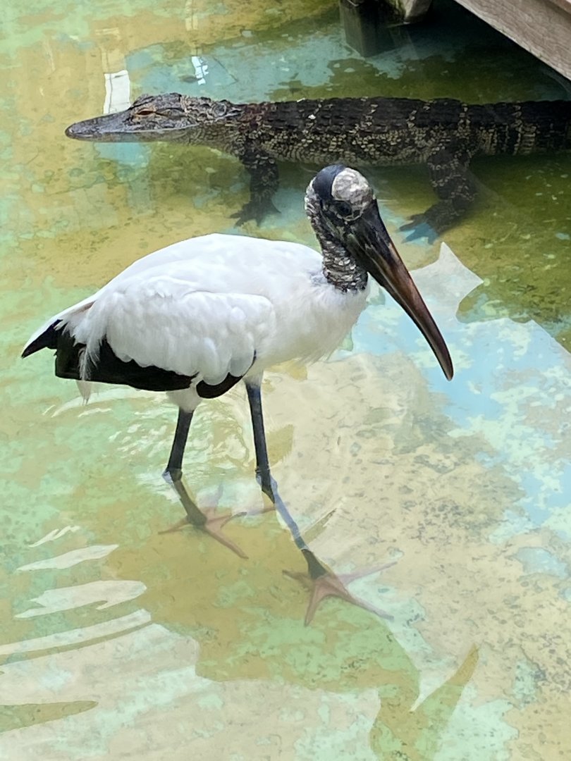American Alligator (Alligator mississippiensis) and Wood Stork (Mycteria americana)