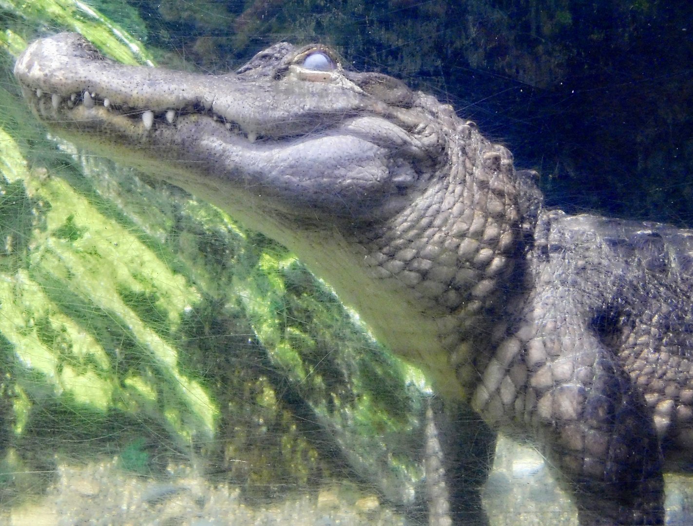 American Alligator (Alligator mississippiensis) August 11, 2025