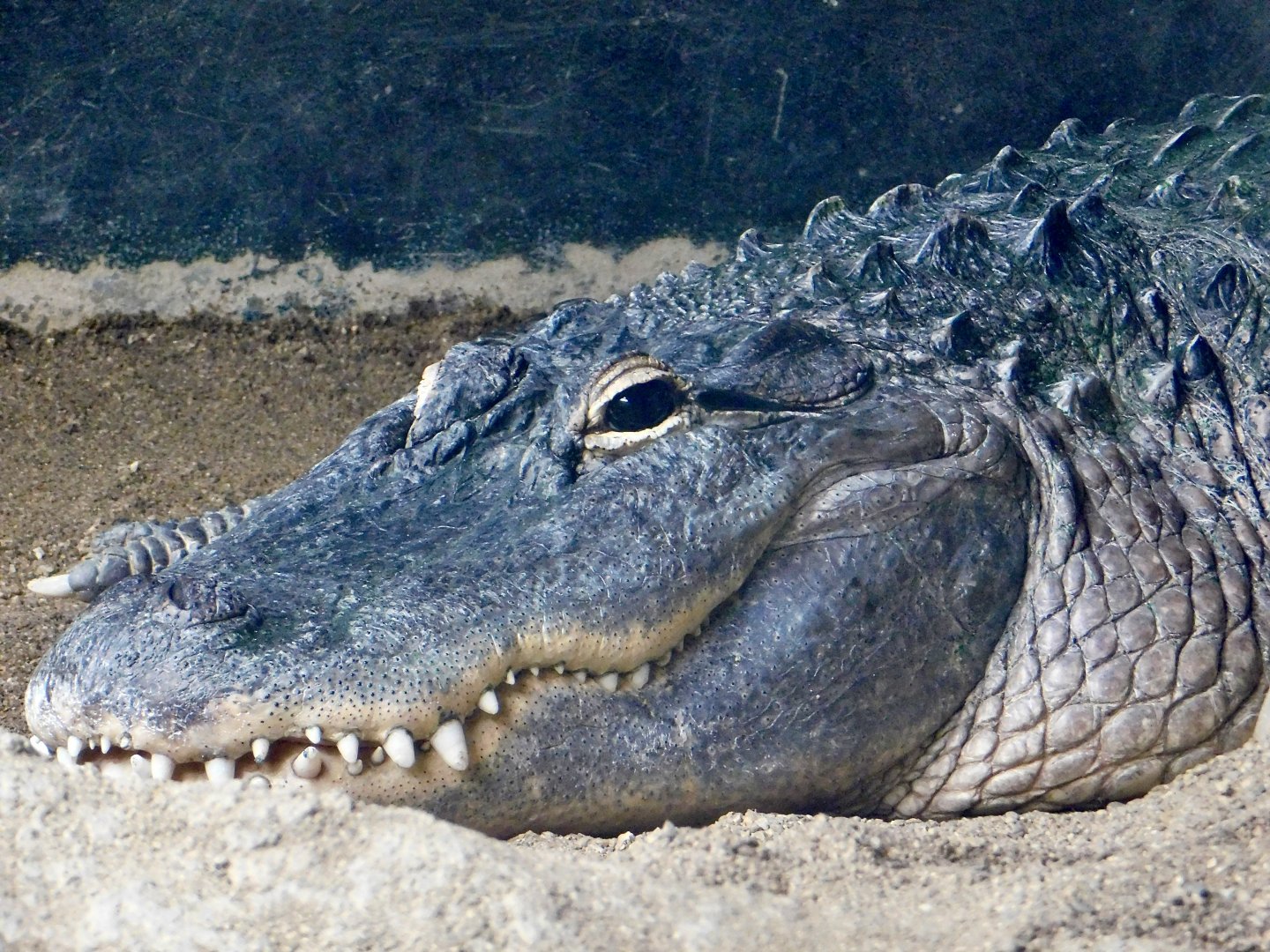 American Alligator (Alligator mississippiensis) August 2, 2025