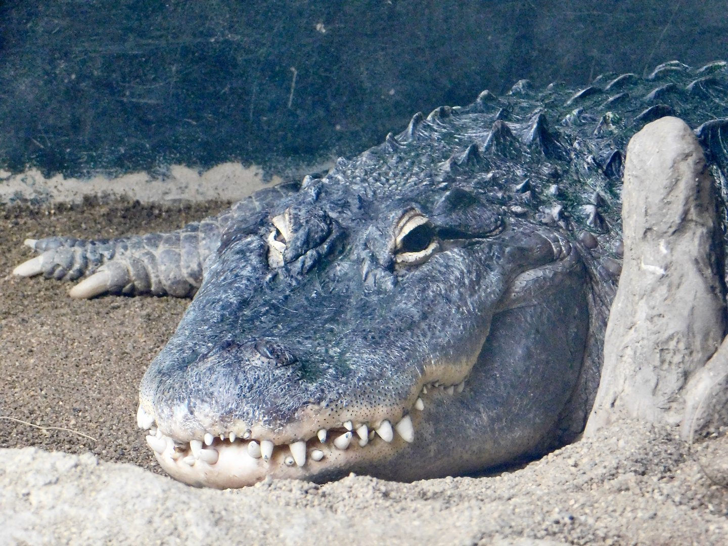 American Alligator (Alligator mississippiensis) August 2, 2025
