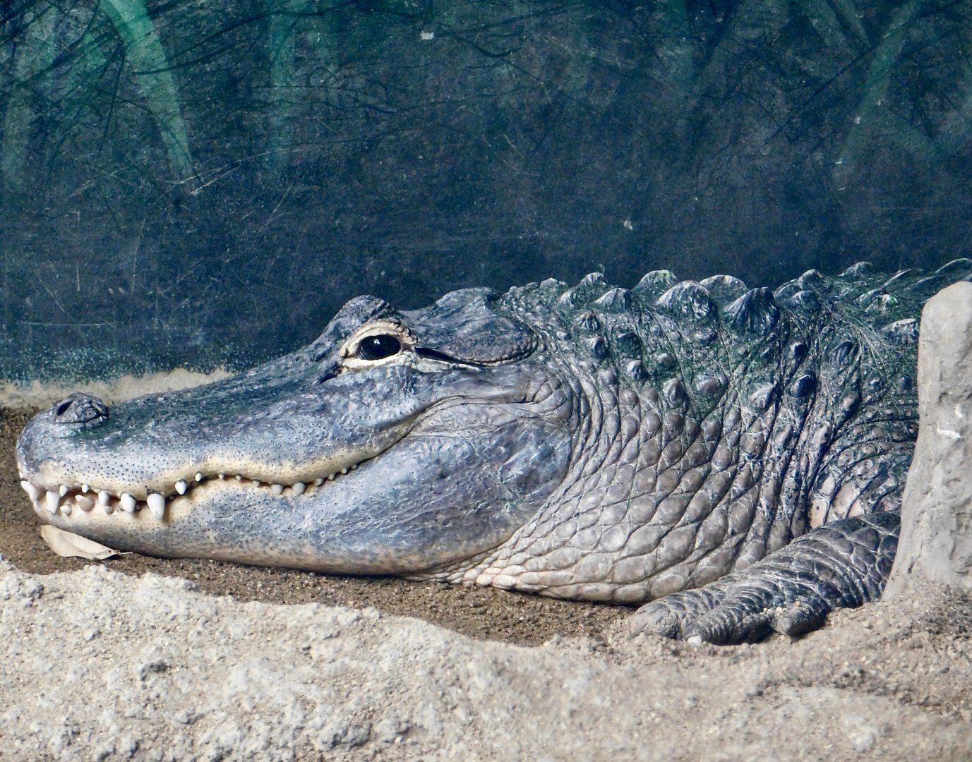 American Alligator (Alligator mississippiensis) August 2, 2025
