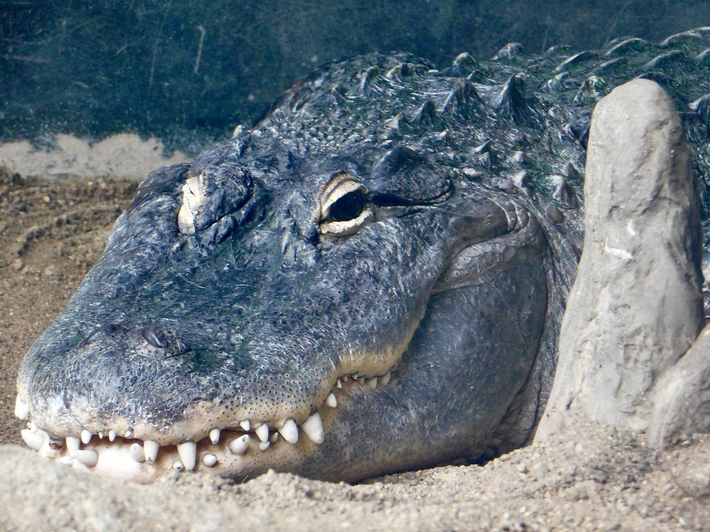American Alligator (Alligator mississippiensis) August 2, 2025