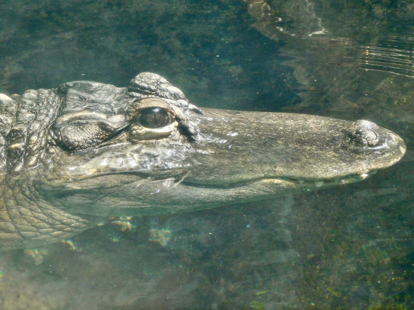 American Alligator (Alligator mississippiensis) August 2, 2025