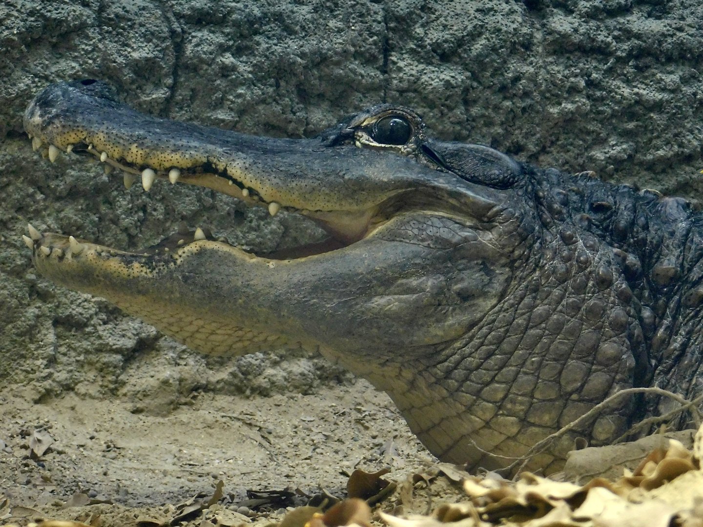 American Alligator (Alligator mississippiensis) August 8, 2025