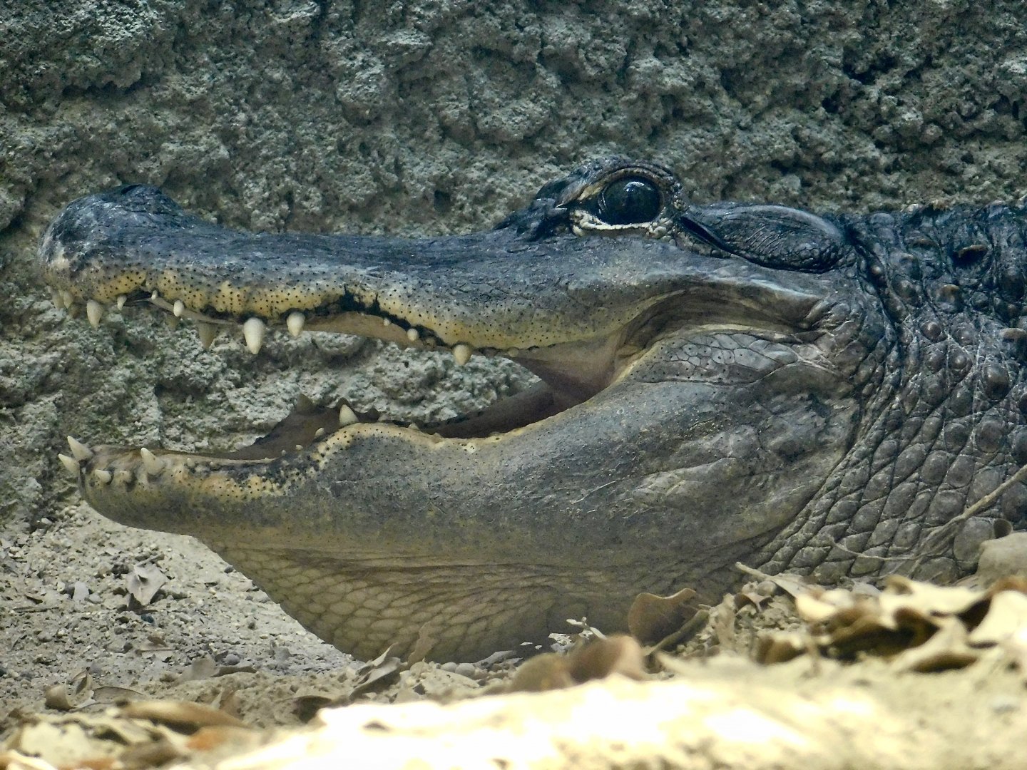 American Alligator (Alligator mississippiensis) August 8, 2025