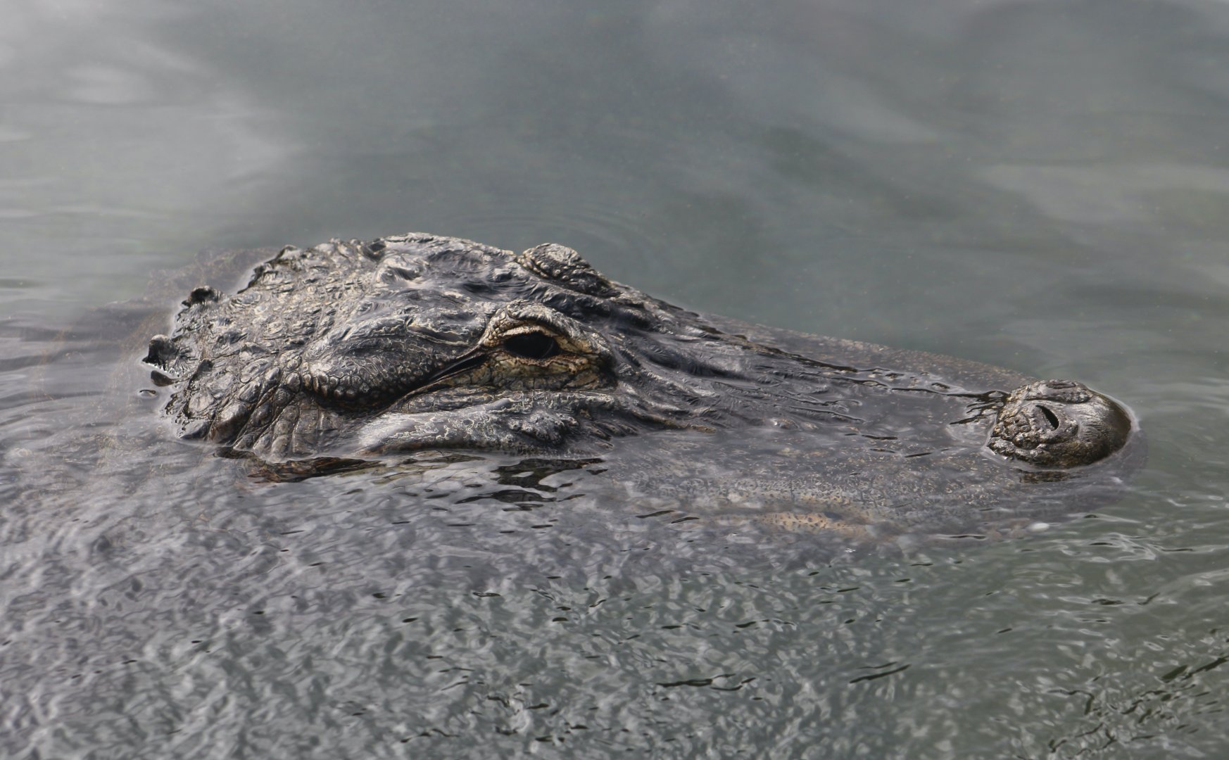 American Alligator (Alligator mississippiensis) - "Peaches"