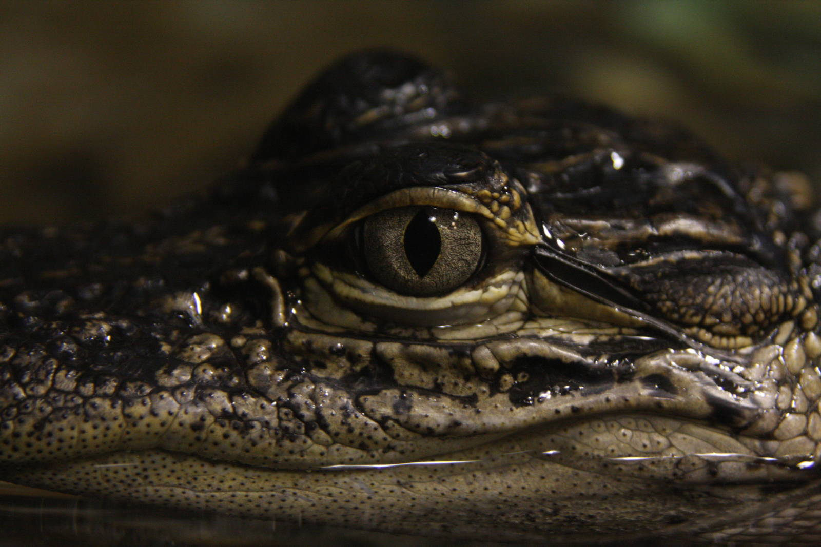 American alligator (Alligator mississippiensis)