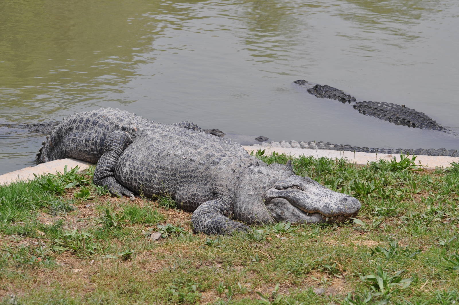 American alligator/ Alligator mississippiensis