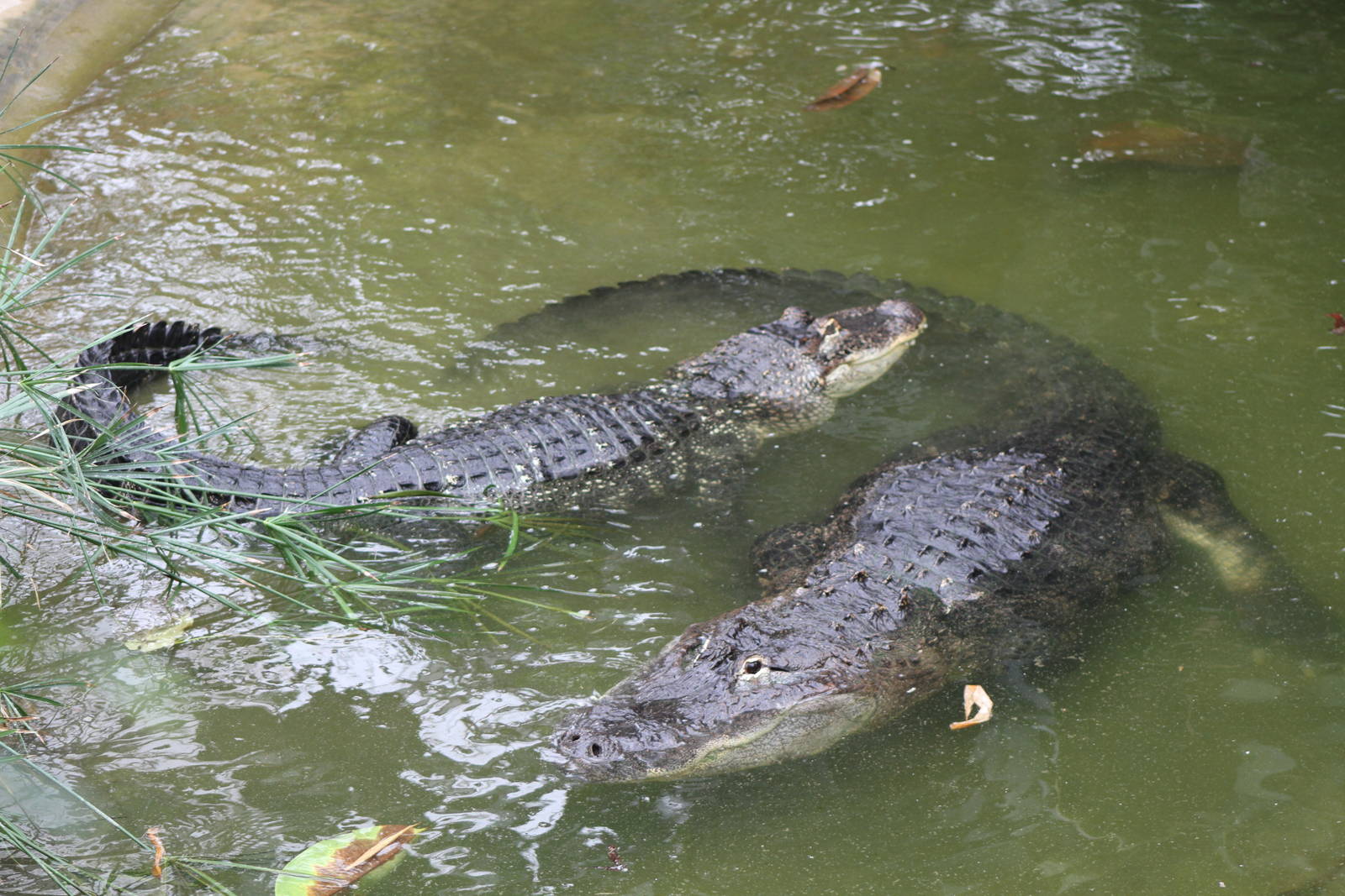American Alligator (Alligator mississippiensis)
