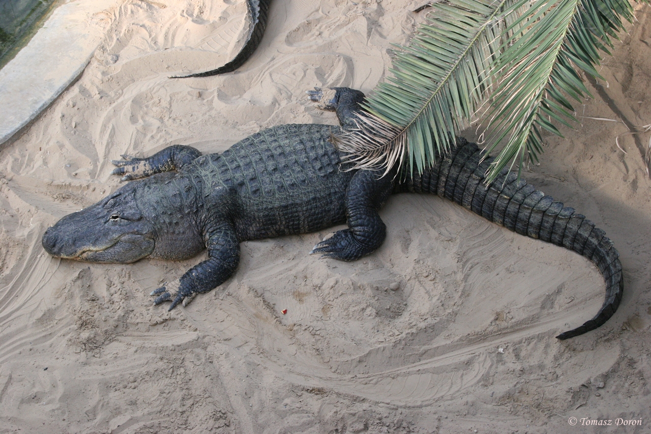 American Alligator (Alligator mississippiensis)