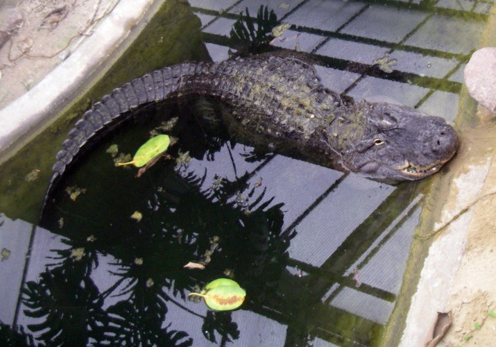American Alligator (Alligator mississippiensis)
