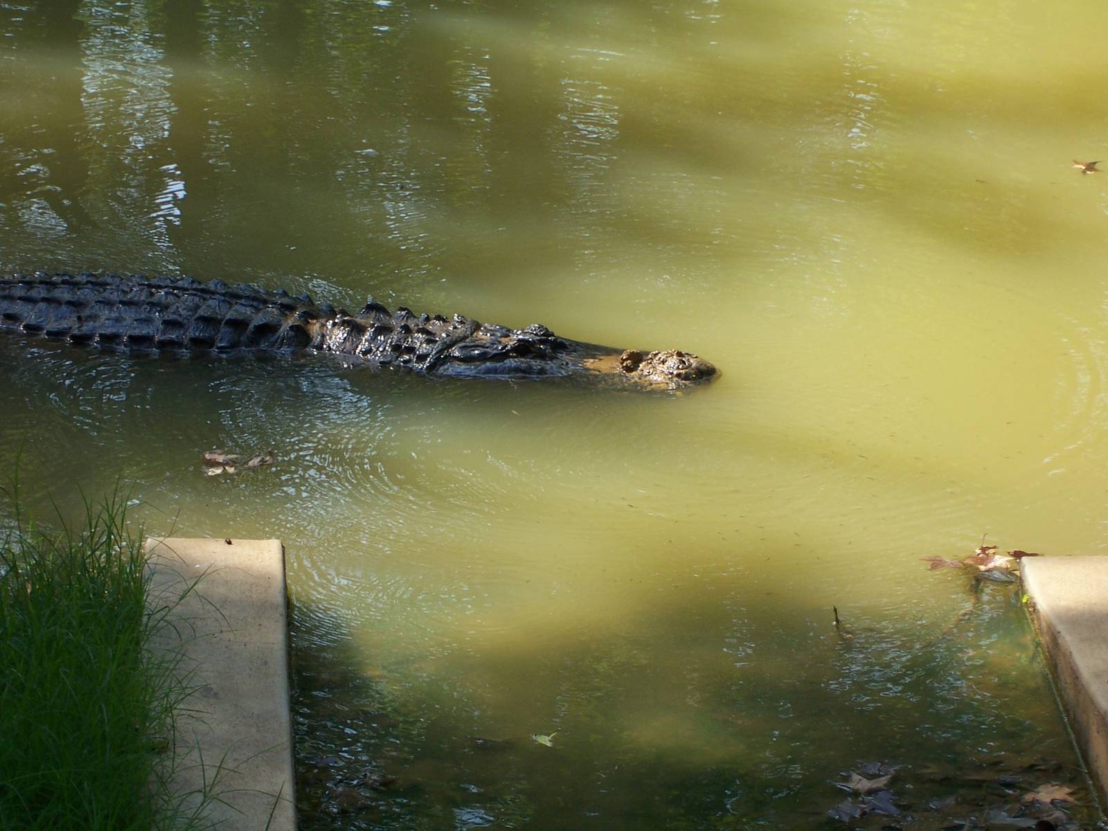 American Alligator (Alligator mississippiensis)