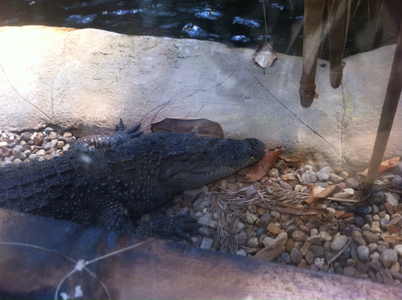 American Alligator (Alligator mississippiensis)