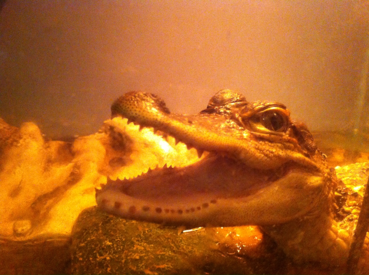 American alligator (Alligator mississippiensis)