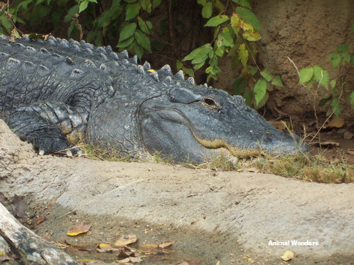 American Alligator (Alligator mississippiensis)