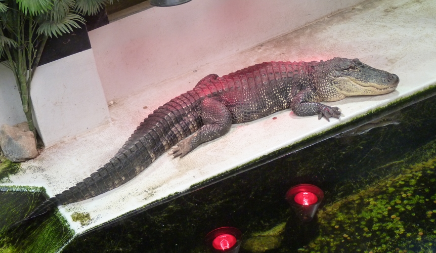 American alligator (Alligator mississippiensis)