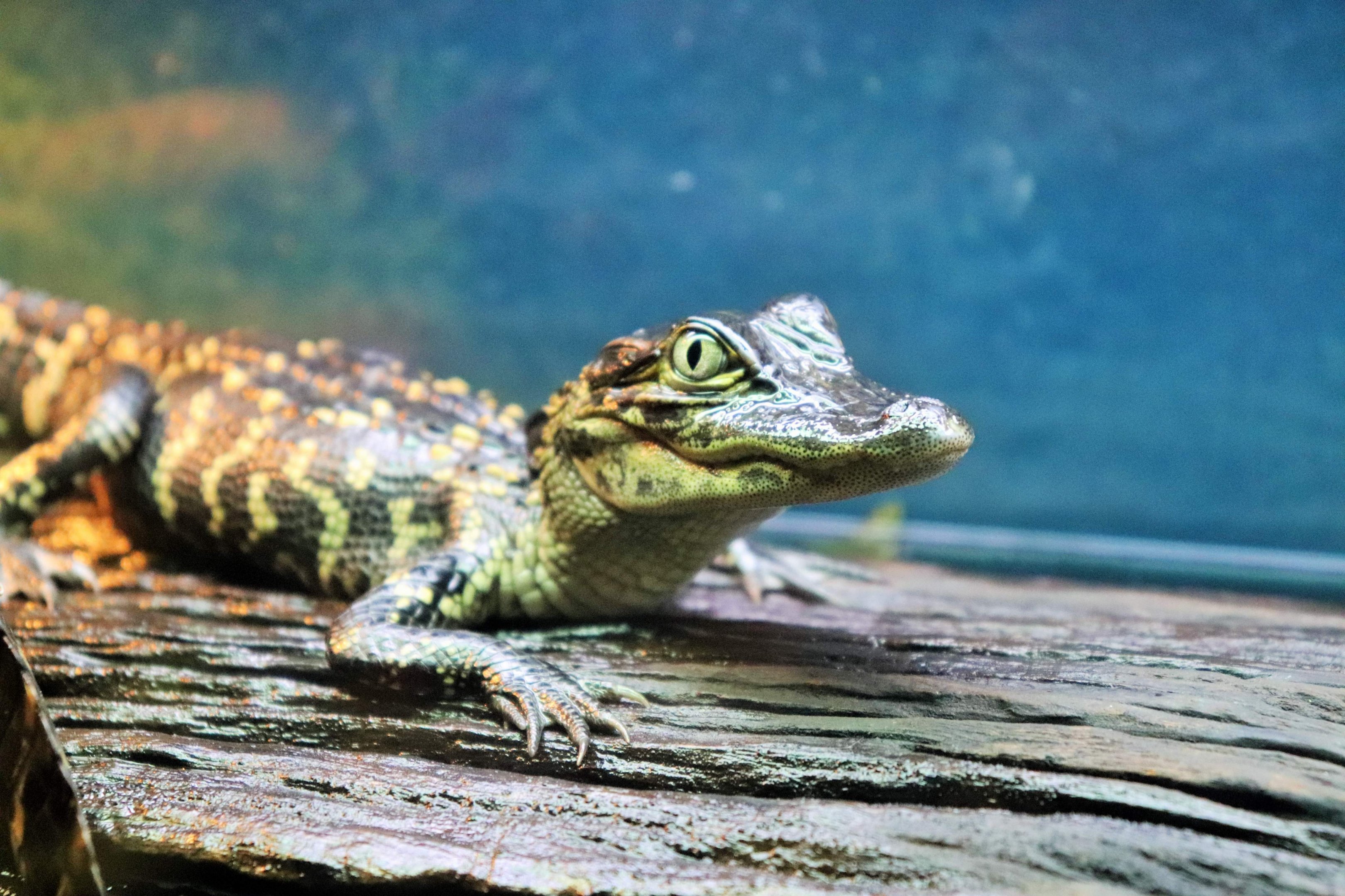 American Alligator (Alligator mississippiensis)