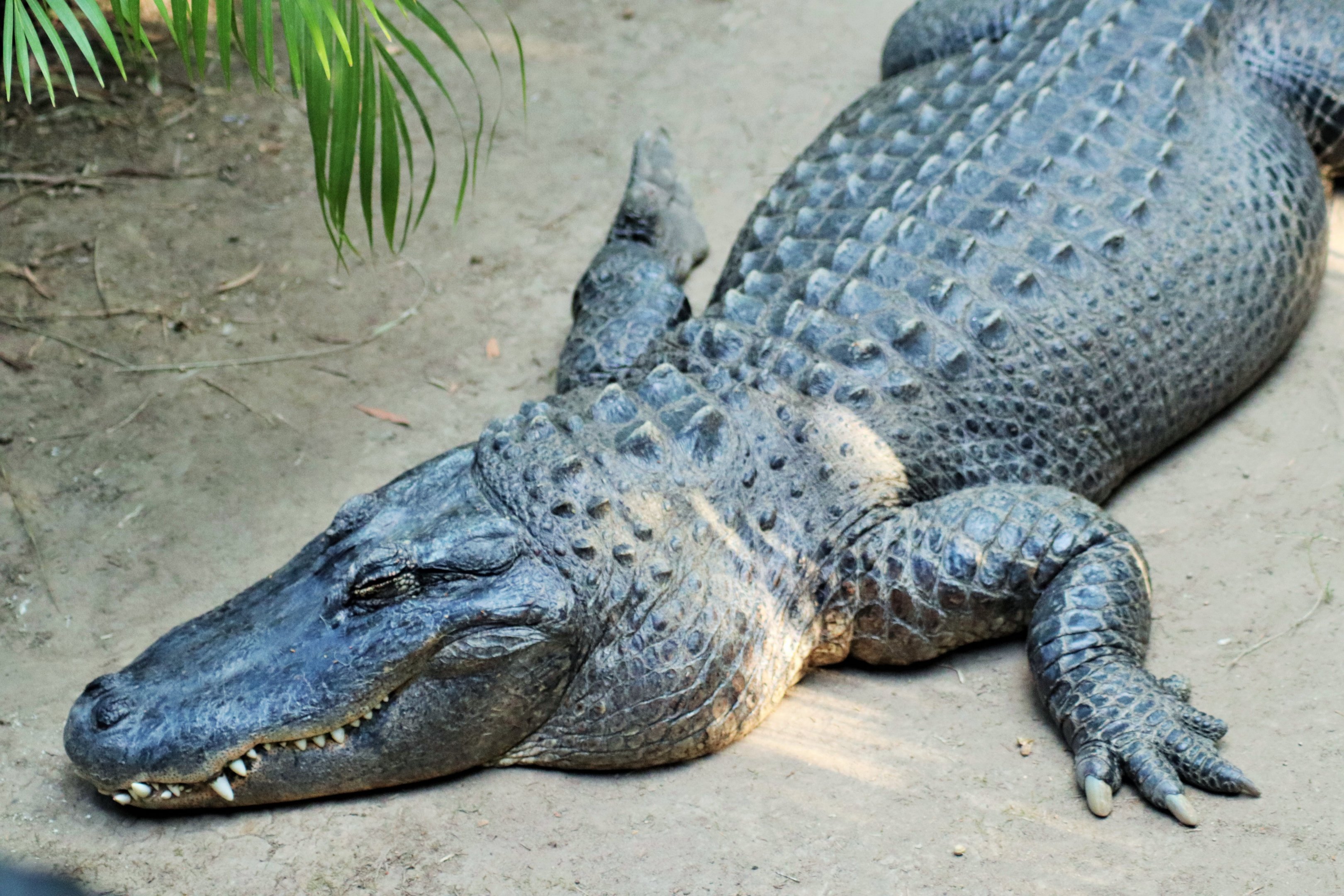 American Alligator (Alligator mississippiensis)