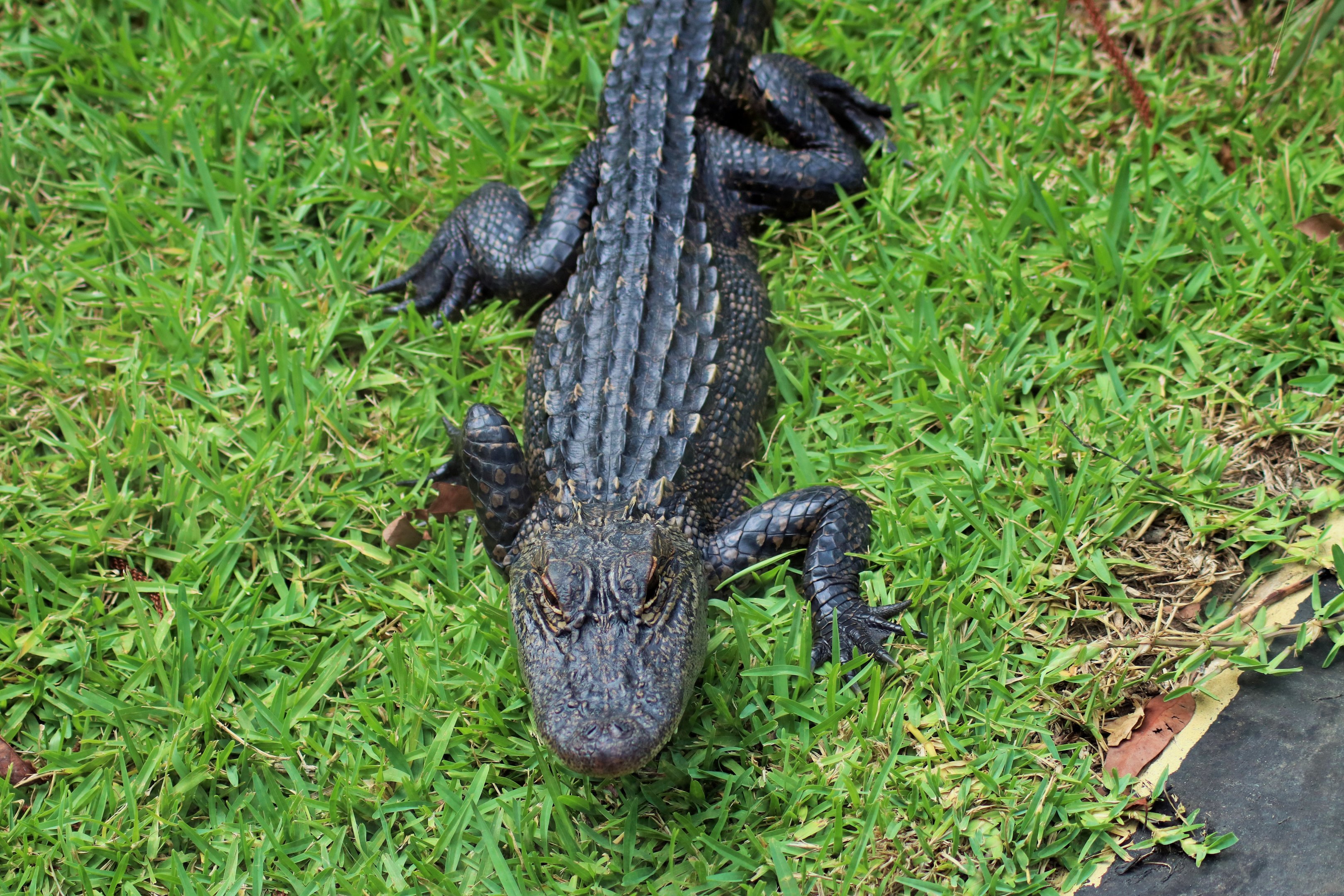 American Alligator (Alligator mississippiensis)
