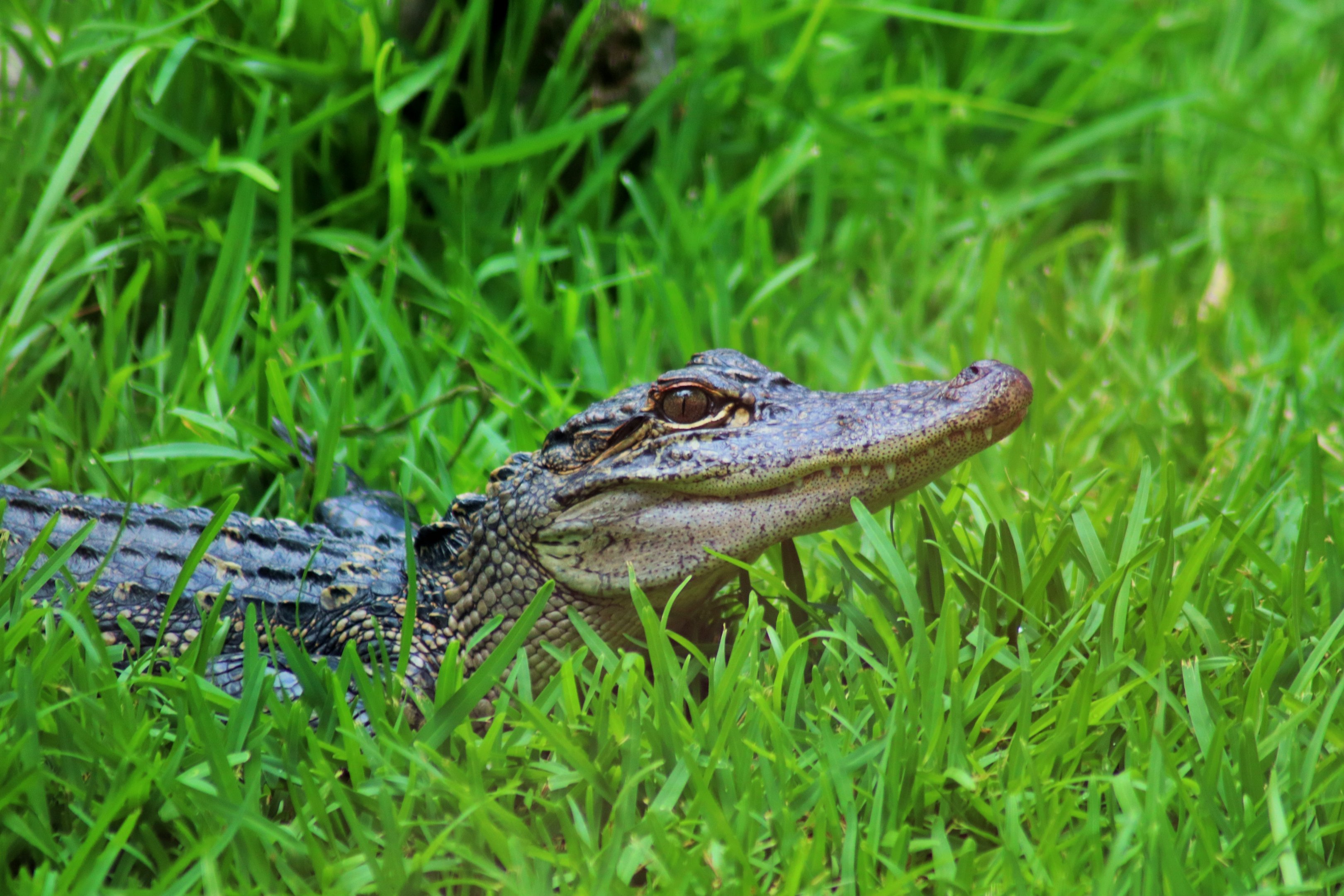 American Alligator (Alligator mississippiensis)