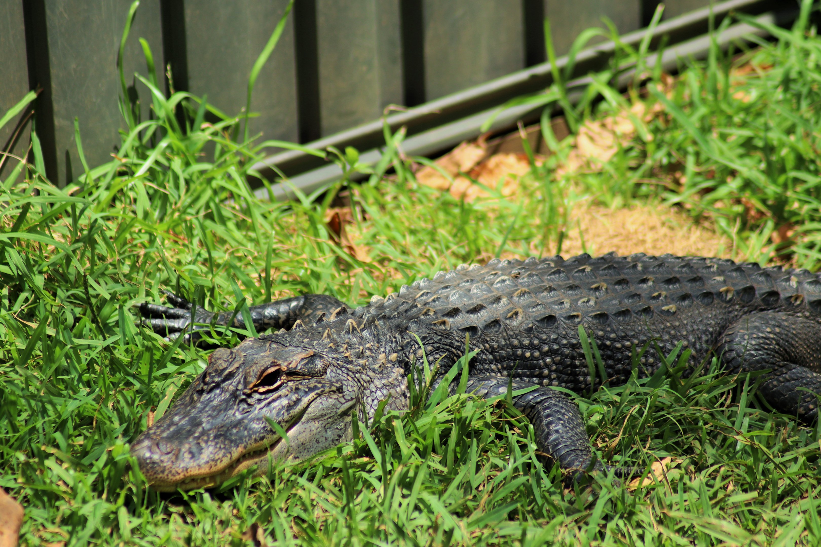 American Alligator ( Alligator mississippiensis)