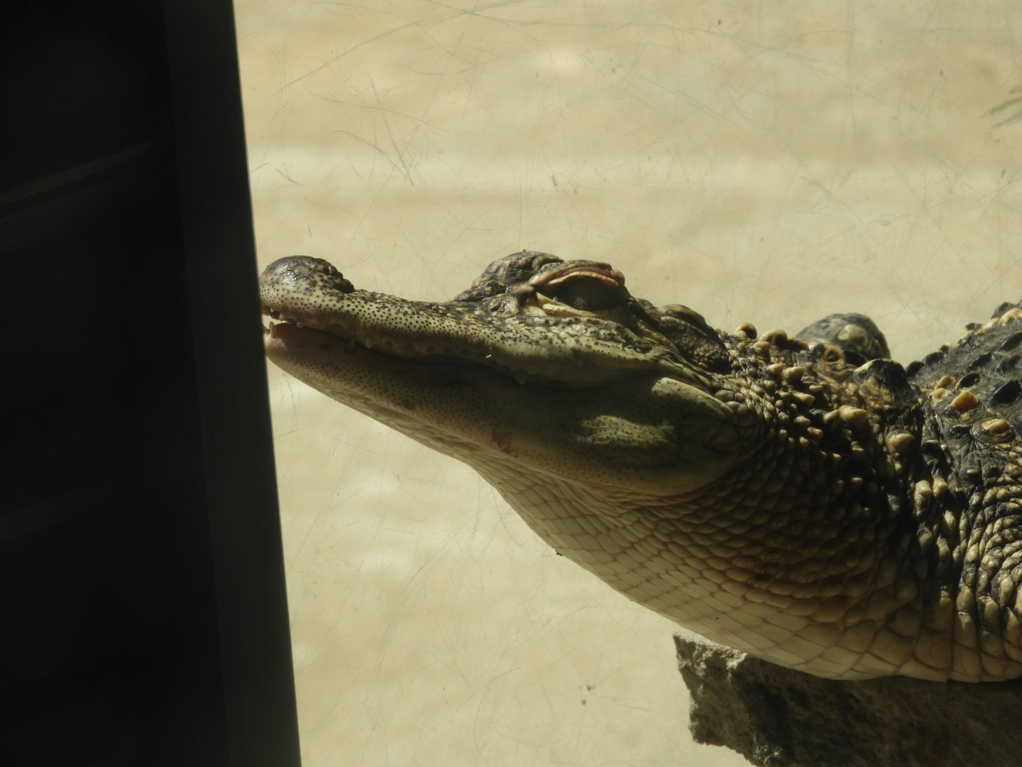 American Alligator (Alligator mississippiensis)