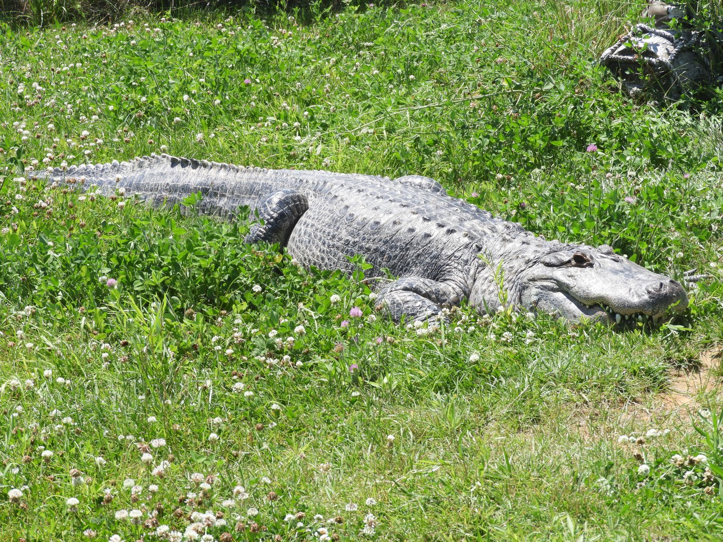 American Alligator (Alligator mississippiensis)