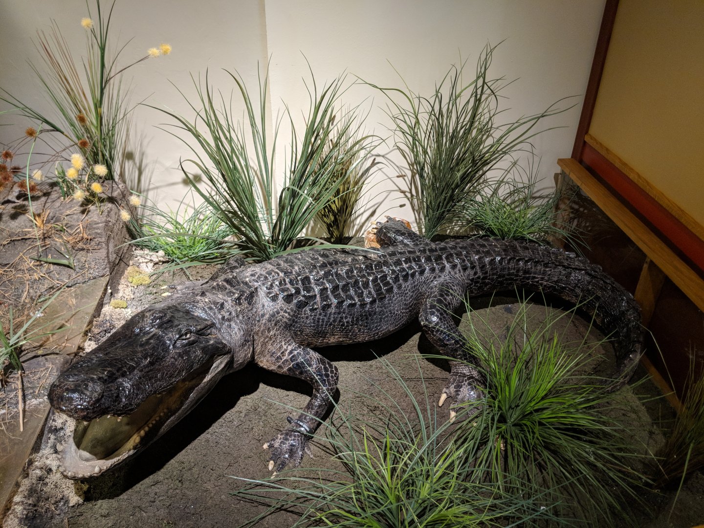 American alligator (Alligator mississippiensis)