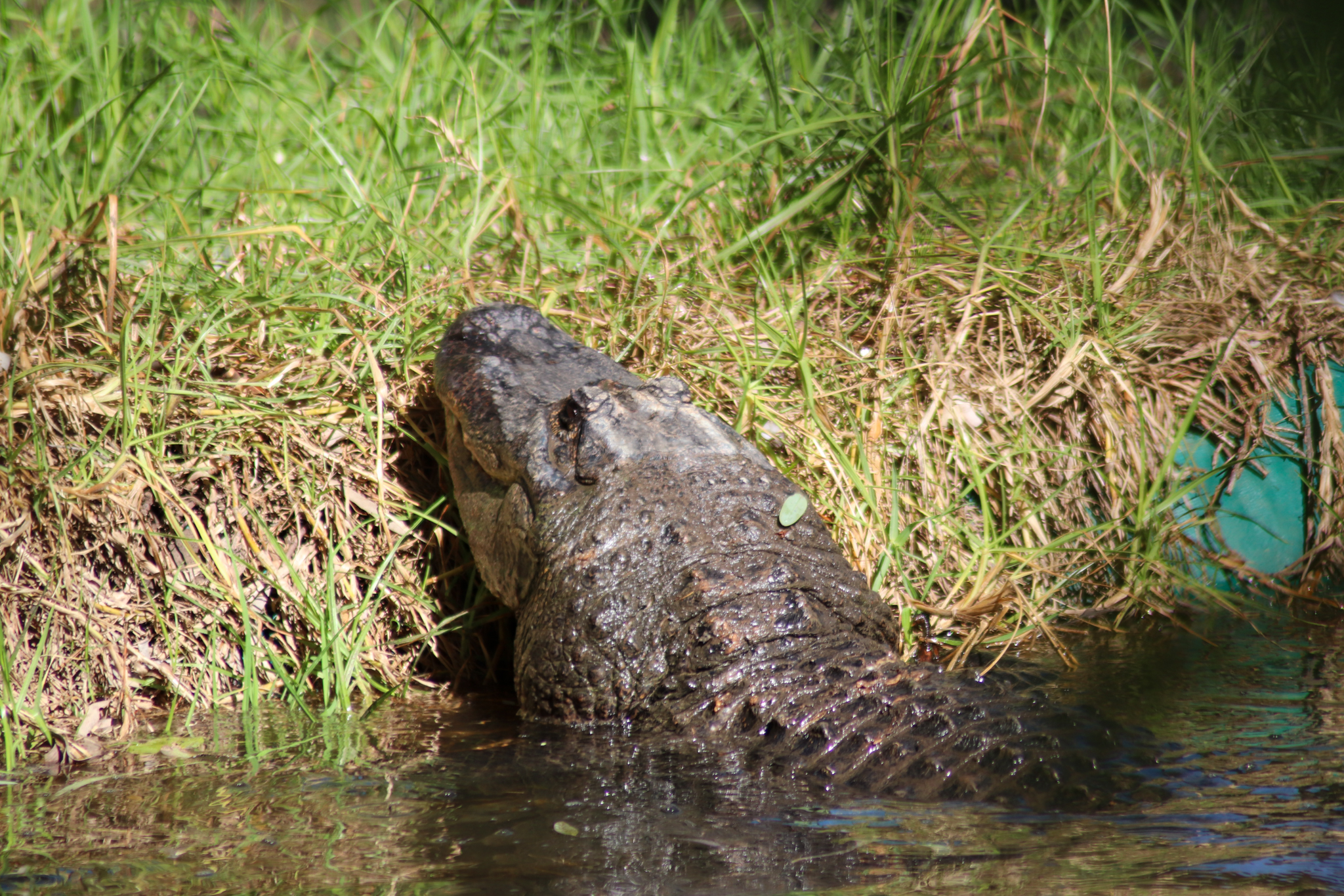American Alligator (Alligator mississippiensis)