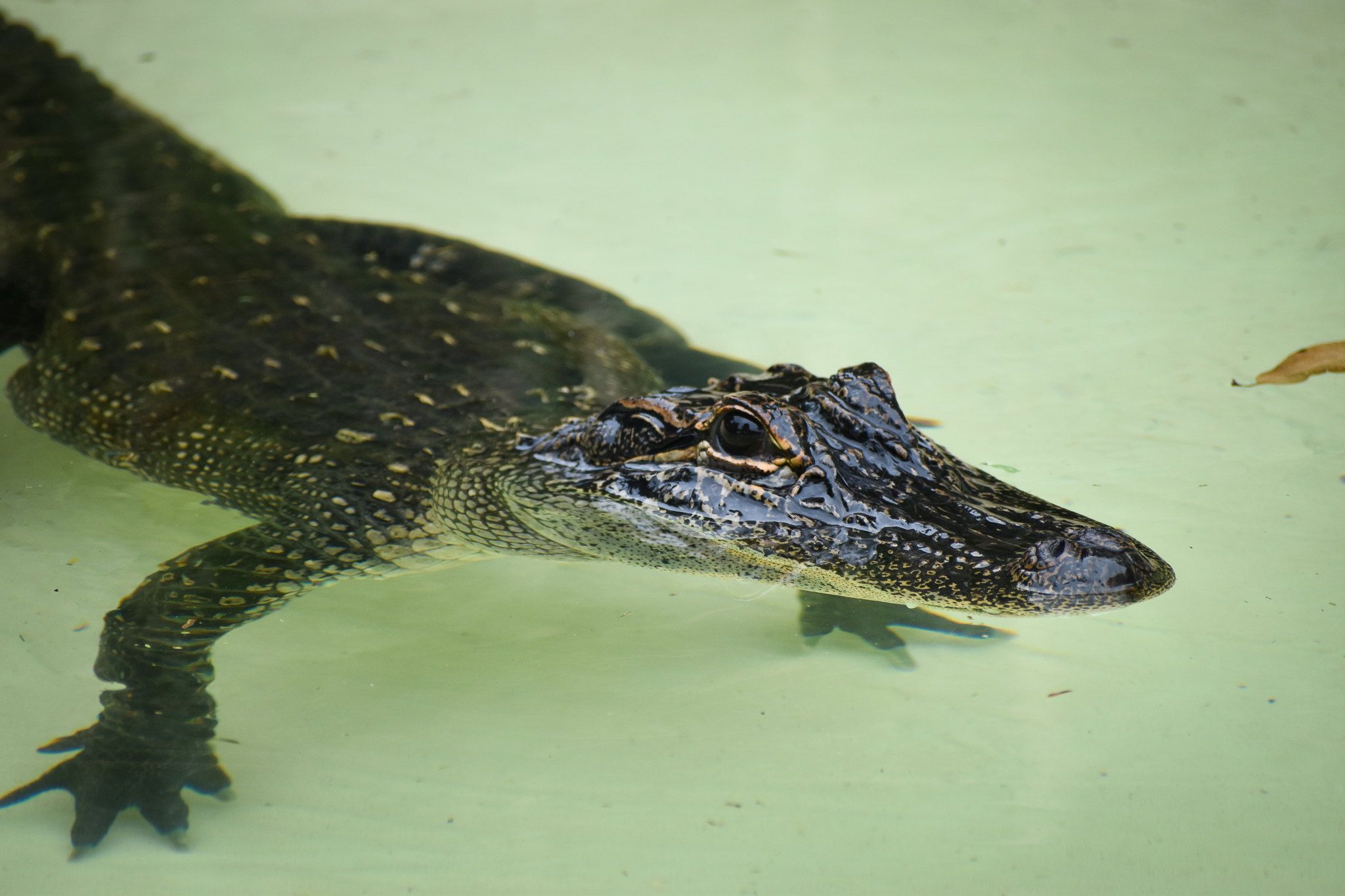 American Alligator (Alligator mississippiensis)