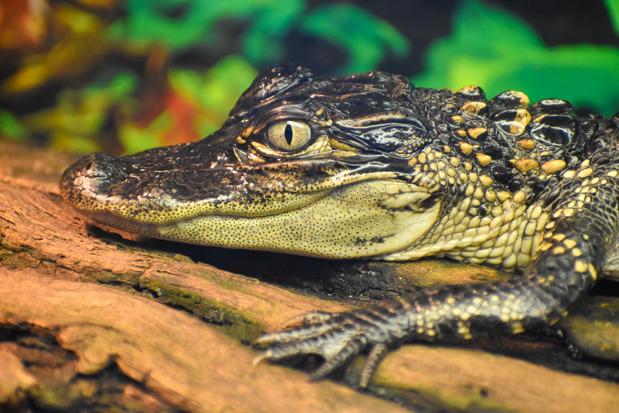 American Alligator (Alligator mississippiensis)