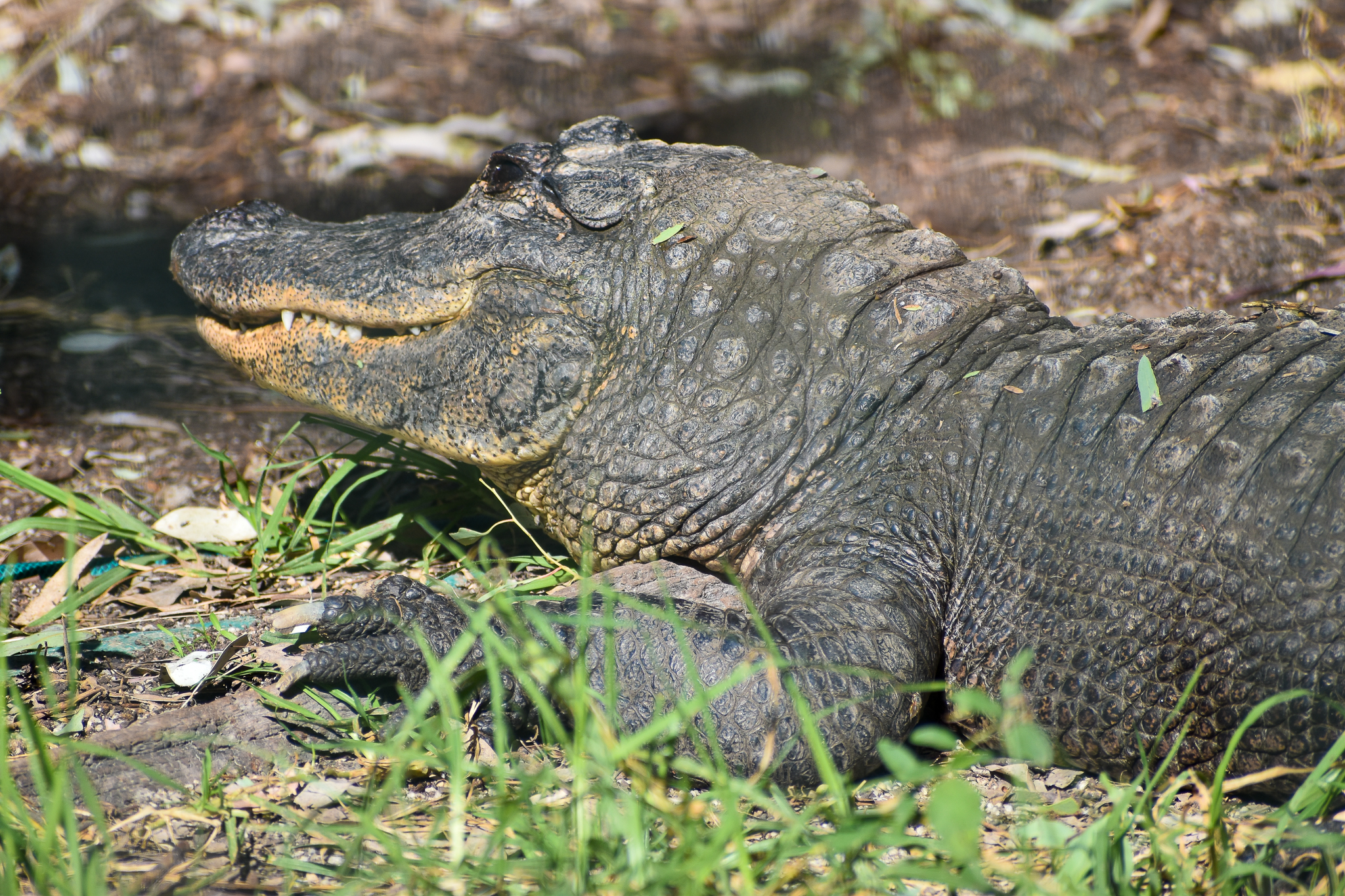 American Alligator (Alligator mississippiensis)
