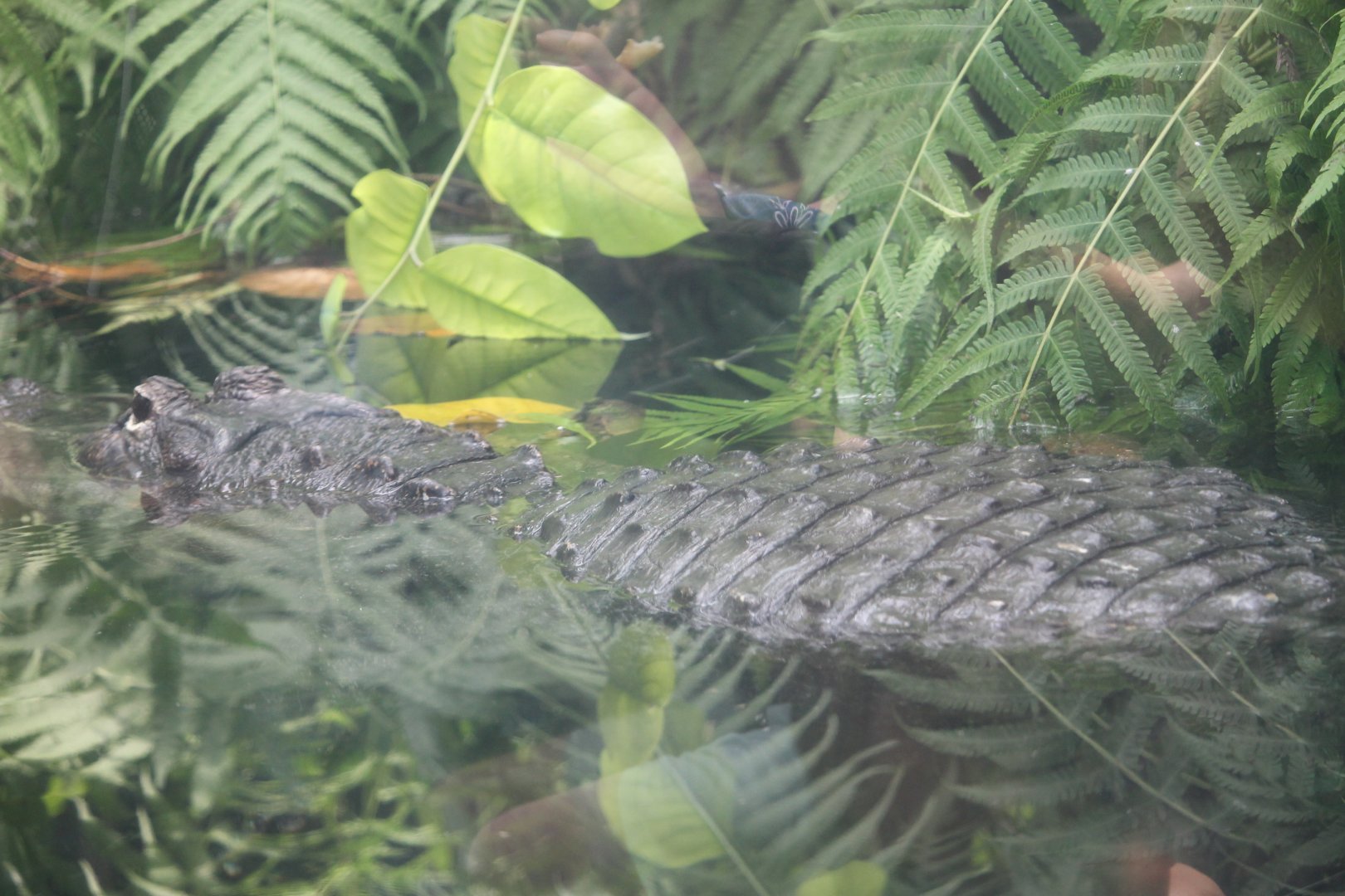 American alligator (Alligator mississippiensis)