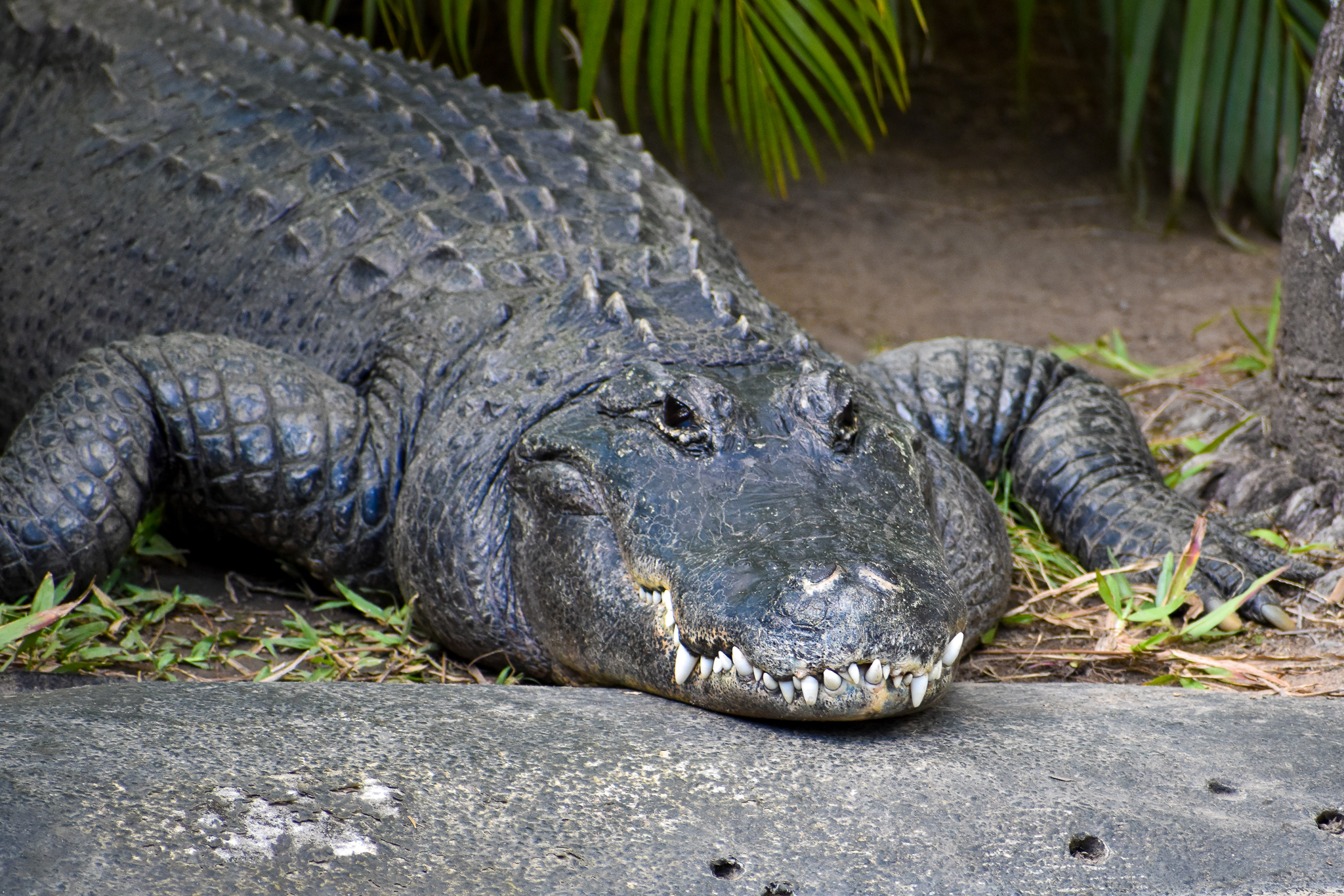 American Alligator (Alligator mississippiensis)