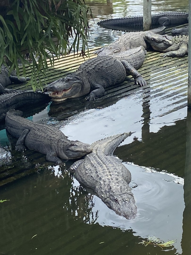 American Alligator (Alligator mississippiensis)