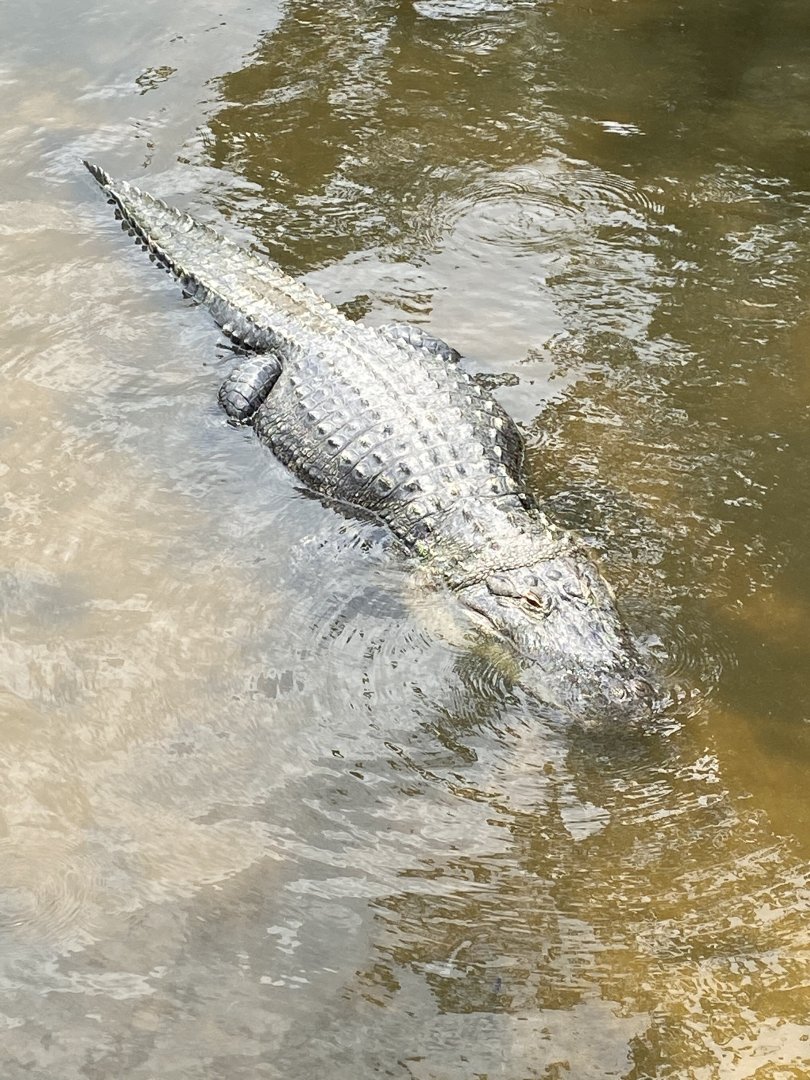 American Alligator (Alligator mississippiensis)