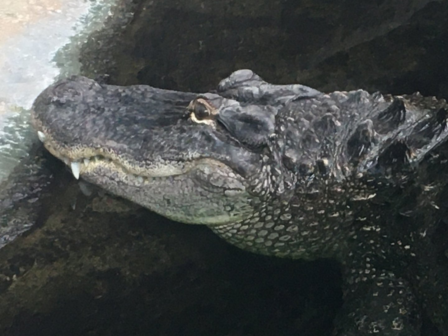 American Alligator (Alligator mississippiensis)
