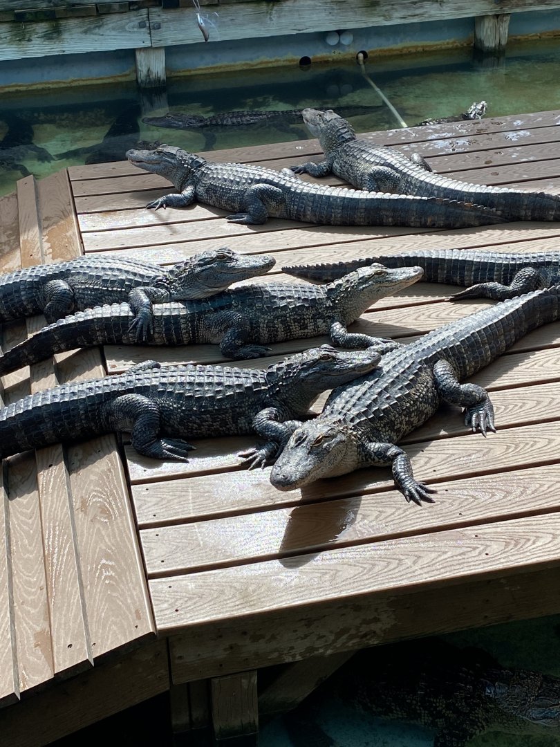 American Alligator (Alligator mississippiensis)
