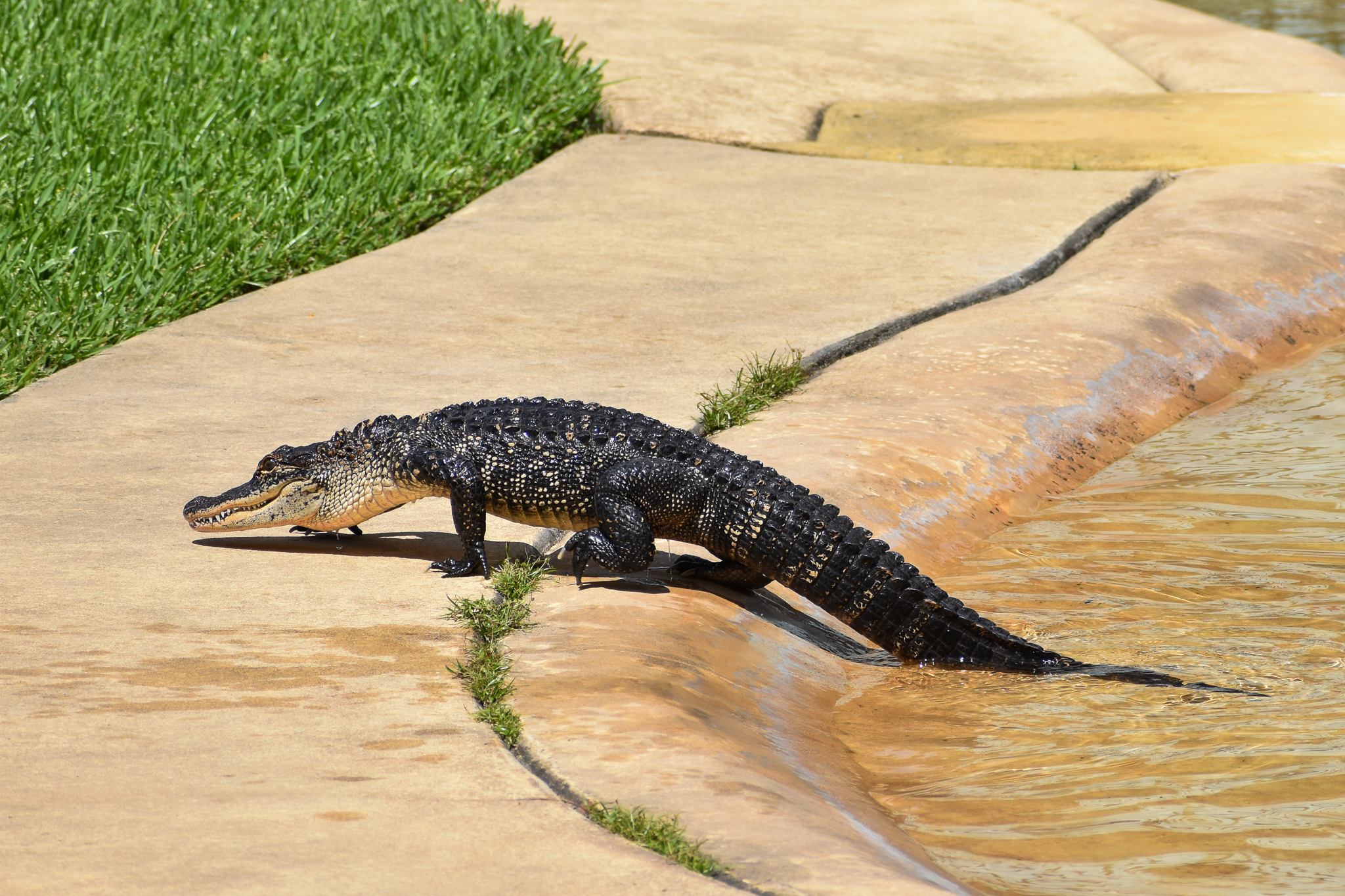 American Alligator (Alligator mississippiensis)