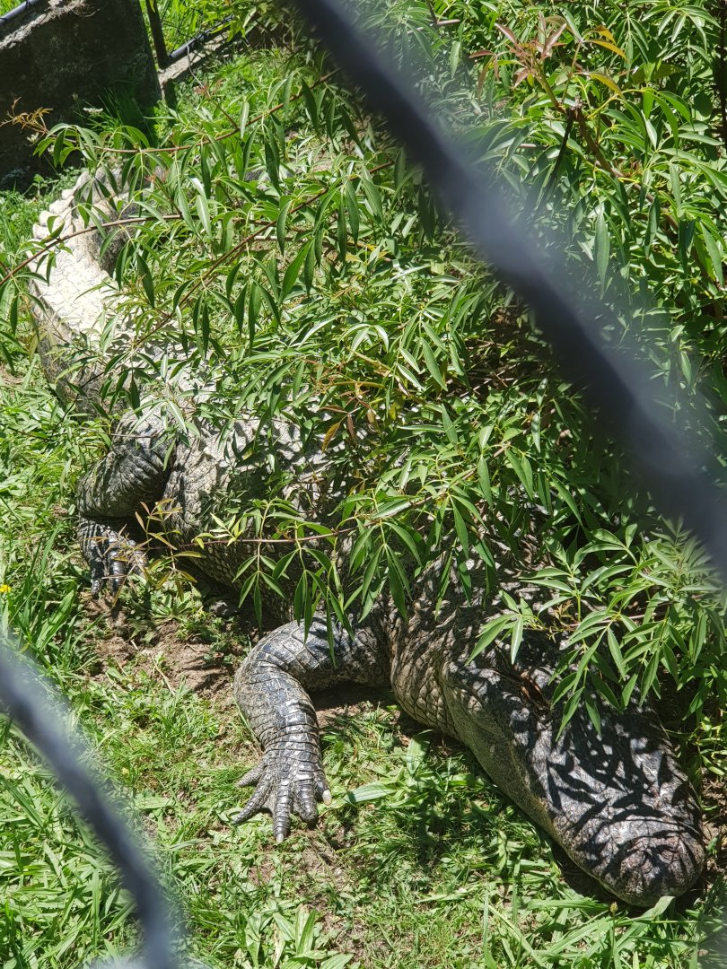 American alligator (Alligator mississippiensis)