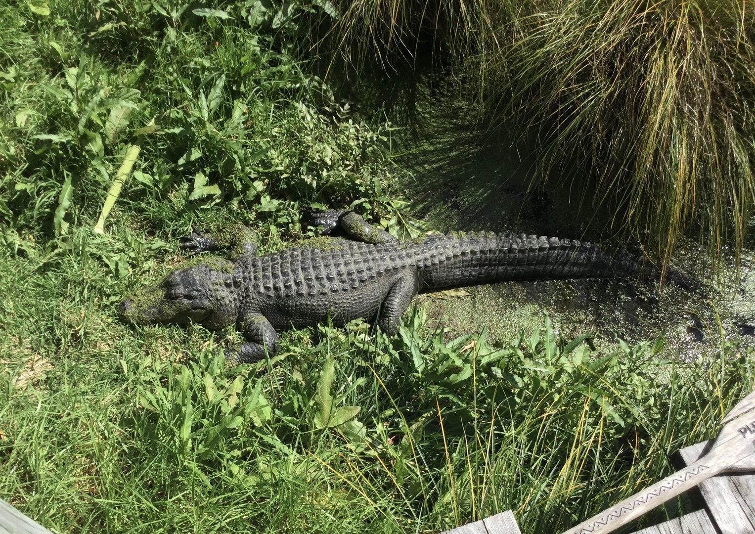 American alligator (Alligator mississippiensis)