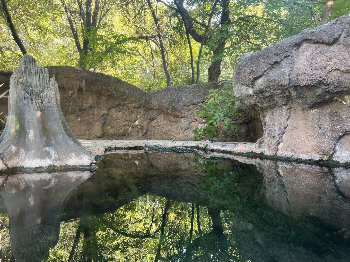 American Alligator (Alligator mississippiensis)