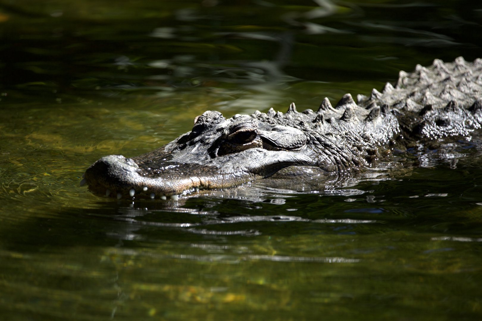 American alligator/ Alligator mississippiensis
