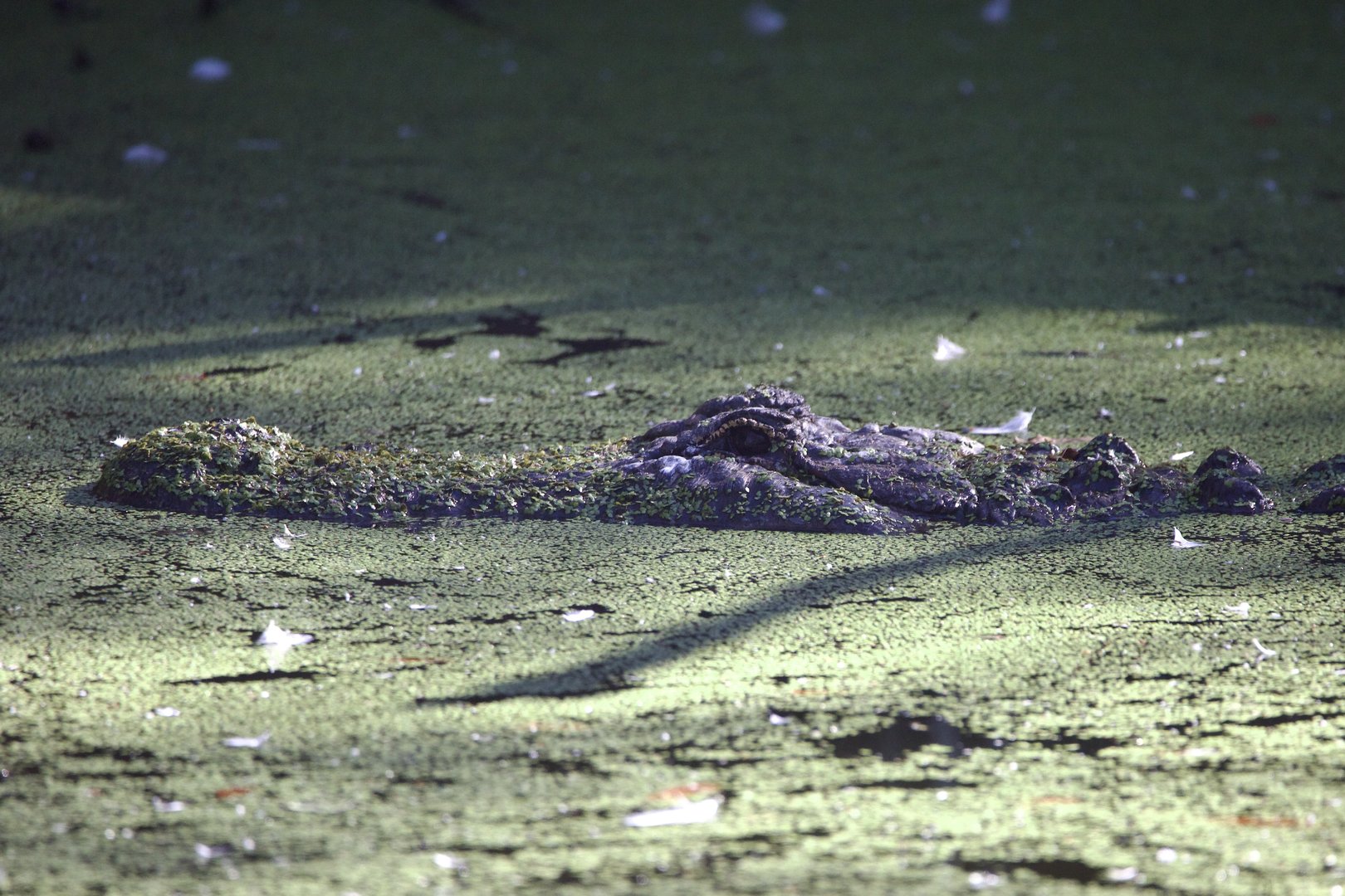 American Alligator/ Alligator mississippiensis