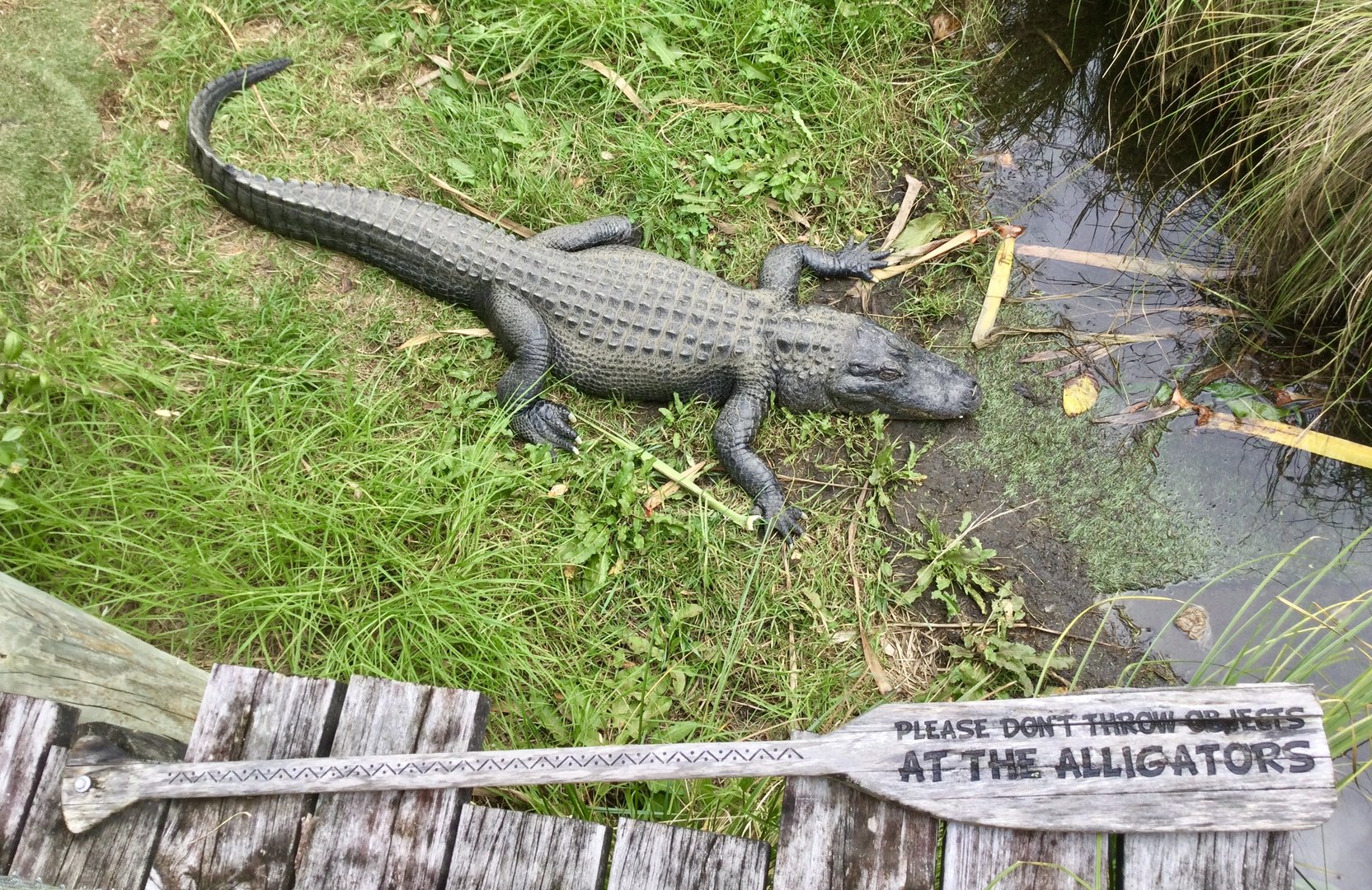 American alligator (Alligator mississippiensis)