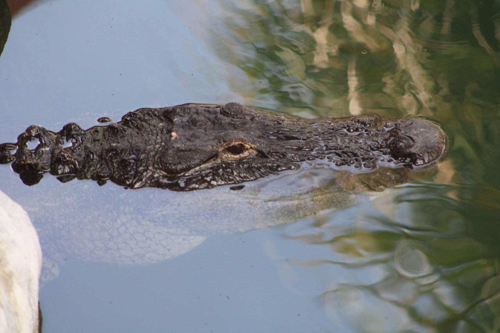 American Alligator (Alligator mississippiensis)